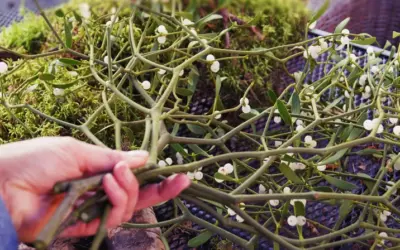 The Promising Role of IV Mistletoe Extract in Cancer Therapy