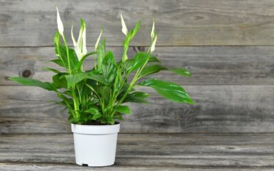 Improving Our Indoor Environment: The Power of Plants
