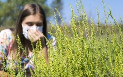 Ragweed Allergy Symptoms and Treatment