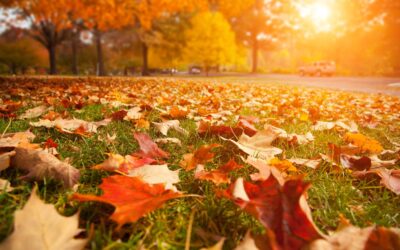Vitamin D Helps with Seasonal Changes and Immunity