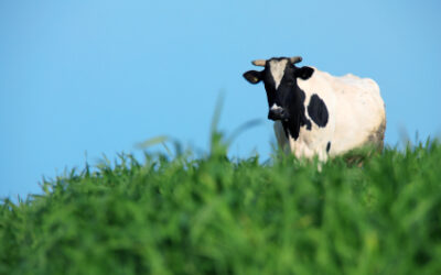 The Organic Food Industry: Is ‘Organic’ Food the Best Available?