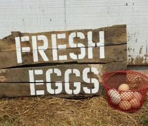 Are You Eating the Right Type of Protein?