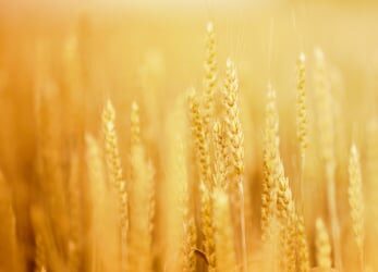 Gluten Sensitivity Symptoms: Could I Be Sensitive to Gluten?
