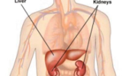 Loving your Liver, a Major Detoxification Organ